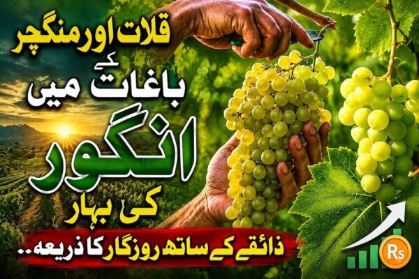 قلات اور منگچر کے باغات میں انگور کی بہار، ذائقے کے ساتھ روزگار کا ذریعہ
